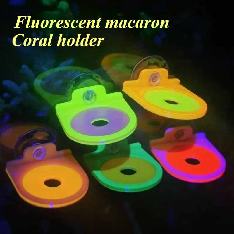Warna Acak Karang Frag Pemegan - Aquarium Marine Color ulasan dan harga